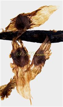  Seeds